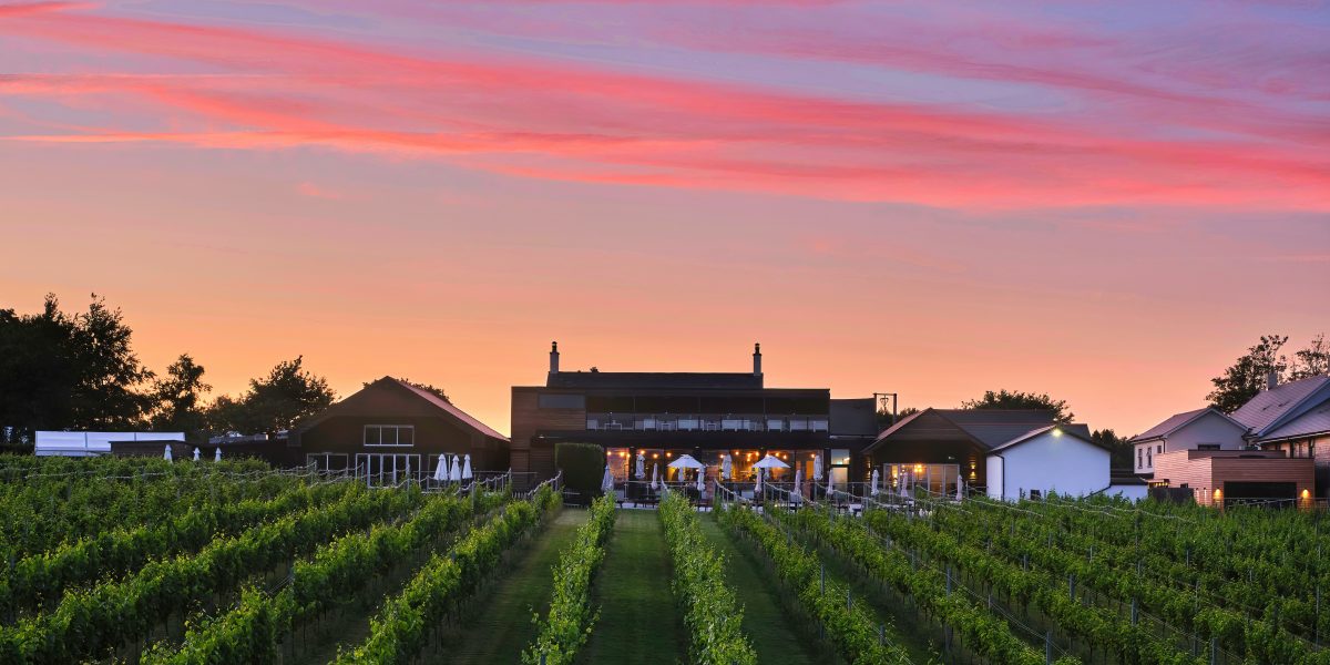 View of the vines at Llanerch Vineyard luxury boutique hotel in Wales