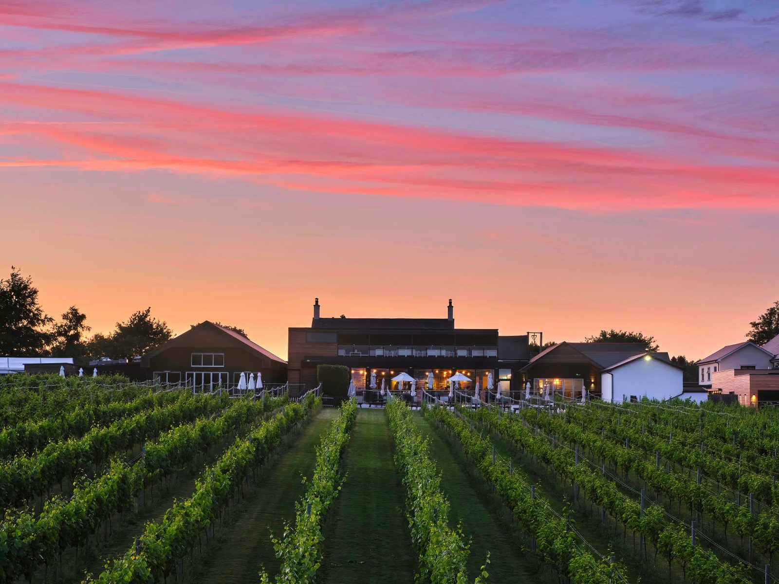 View of the vines at Llanerch Vineyard luxury boutique hotel in Wales